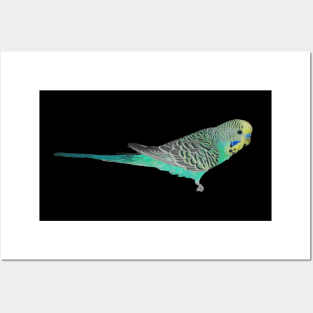 Parrot budgie Posters and Art